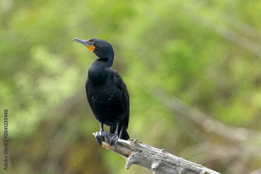Fototapeta premium Double crested cormorant on barren tree.