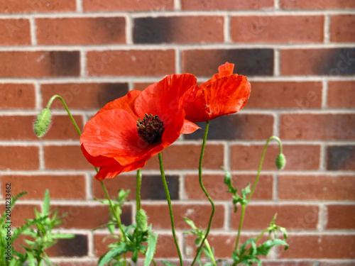 focus view of common poppy (papaver rhoeas) in UK garden with wall background