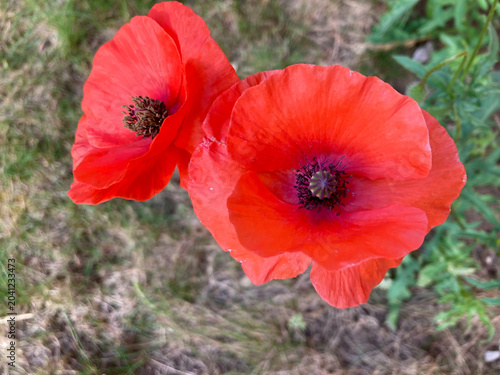 closeup view of common poppy (papaver rhoeas) in UK garden