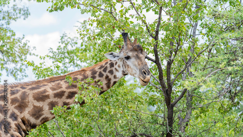 Canvas Print Closeup of a giraffe feeding in the bush, Kruger National Park, South Africa