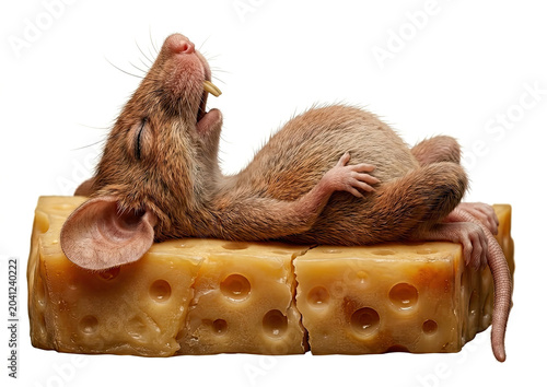 Drawing of a rat lying on a piece of cheese. Illustration for children. A brutal death from gluttony.
