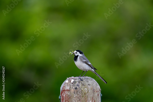 Photos White wagtail carrying insect prey in beak while perched on stone