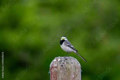 Tableau sur toile White wagtail perched on mossy stone against green bokeh