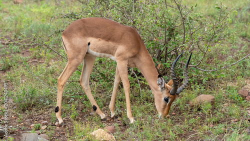 Canvas Print Portrait of an impala feeding in the bush, Kruger National Park, South Africa