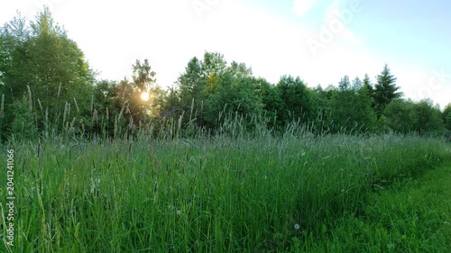 Meadow and forest at sunset №2