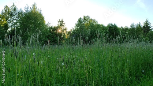 Meadow and forest at sunset №1