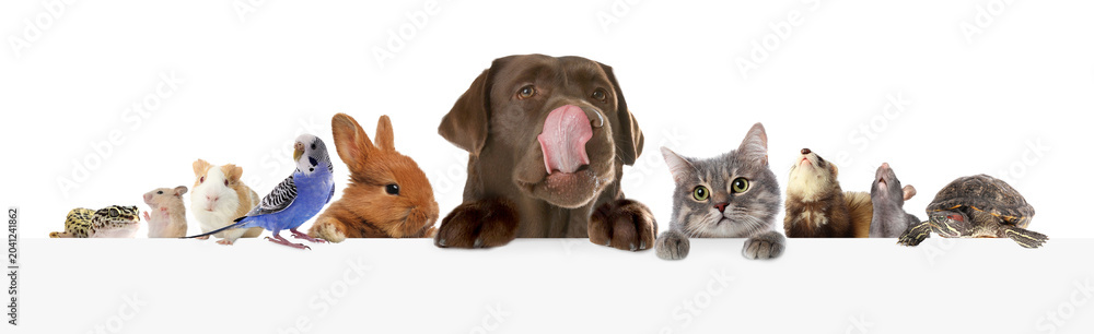 Fototapeta premium Parrot and other pets peeking out on white background, banner design