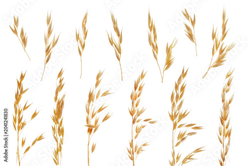 Photos Oat ears isolated on white, set. Cereal plant