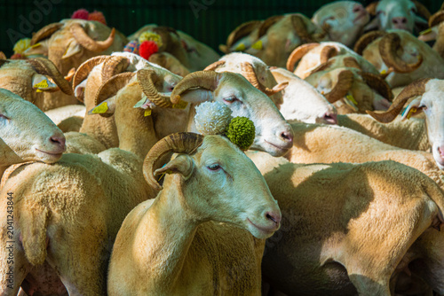фотографія Decorated for transhumance sheep huddle together