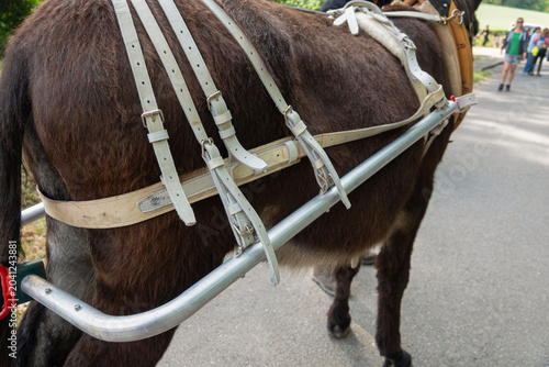Photos donkey with harness, people walk afar