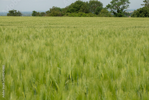 Картината върху платно Wheat field with green plants swaying in the wind