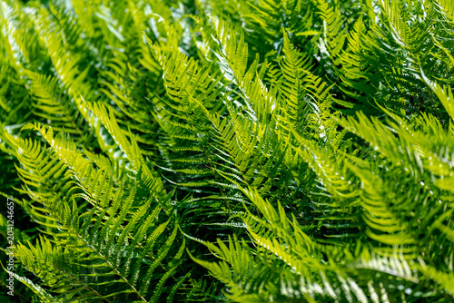 Foto Selective focus of lush green leaves in forest, Fern is a member of a group of v