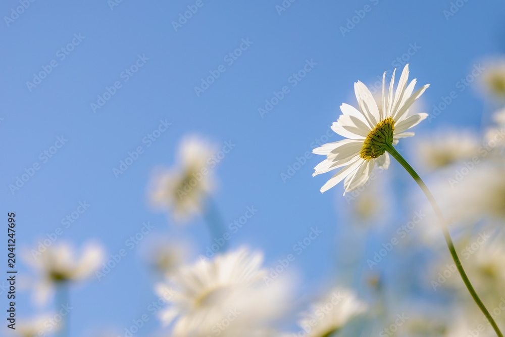 Fototapeta premium Selective focus of white flowers Leucanthemum maximum in the fields, Shasta daisy is a commonly grown flowering herbaceous perennial plant with the classic daisy appearance, Natural floral background.