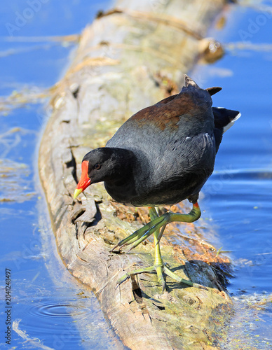 Common Gallinule and her beautiful legs sitting on a tree trunk in the middle of the lake