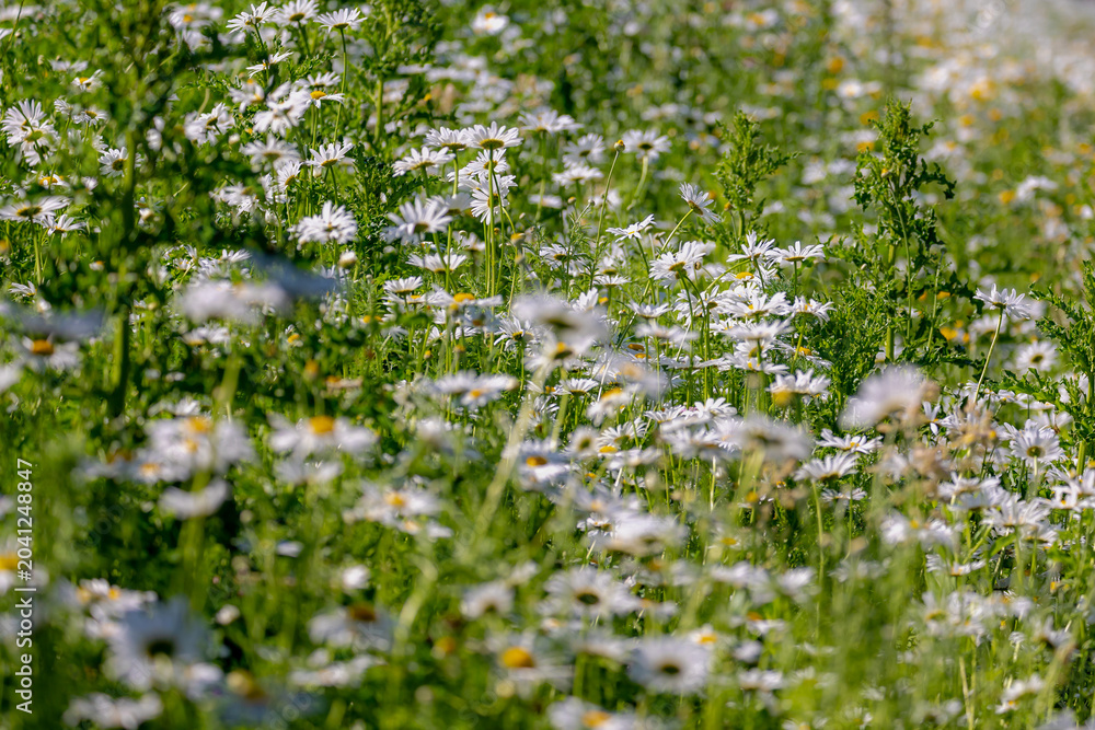 Fototapeta premium Selective focus of white flowers Leucanthemum maximum in the fields, Shasta daisy is a commonly grown flowering herbaceous perennial plant with the classic daisy appearance, Natural floral background.