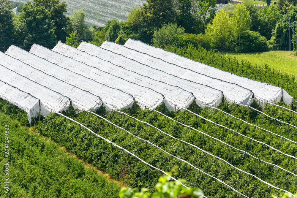 Fototapeta premium Elevated view of agricultural crops covered with white protective netting. Rows of fruit trees in an orchard shielded from weather and pests. Rural farming landscape