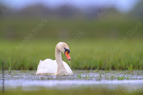 Obraz na płótnie höckerschwan cygnus olor mute swan