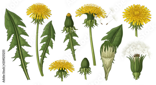 Dandelion plant parts, Taraxacum officinale, herbal medicine, botanical illustration