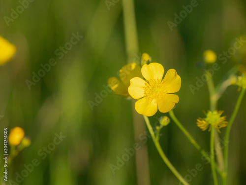 Yellow Buttercup Flower