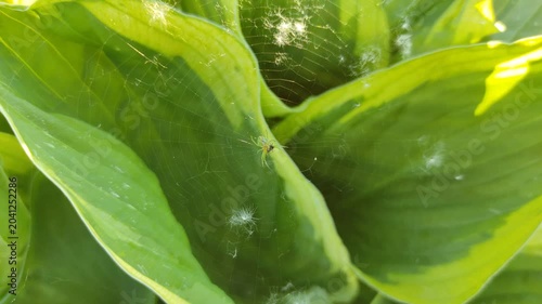 A spider in a web eats its prey