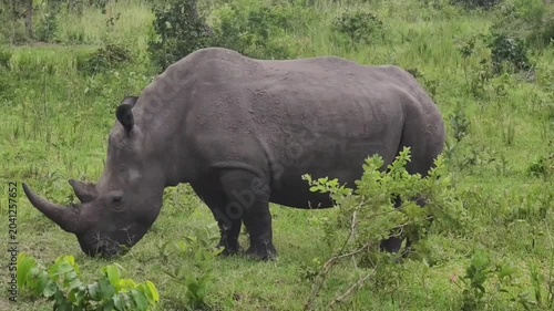 A majestic white rhinoceros grazing in a lush green savanna landscape