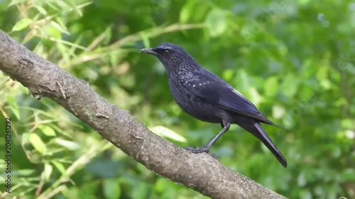Blue whistling thrush perched on a tree branch in a natural forest habitat