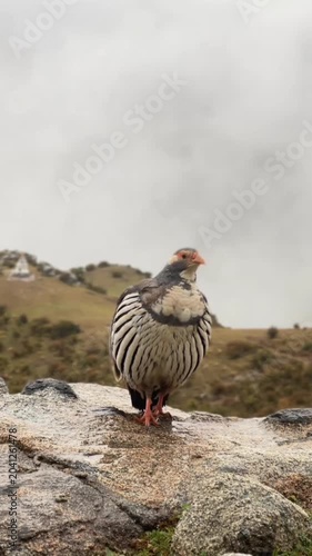 Snow partridge standing on a rocky mountain terrain in the himalayas