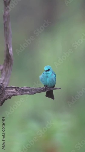 A beautiful blue verditer flycatcher perched on a dry tree branch