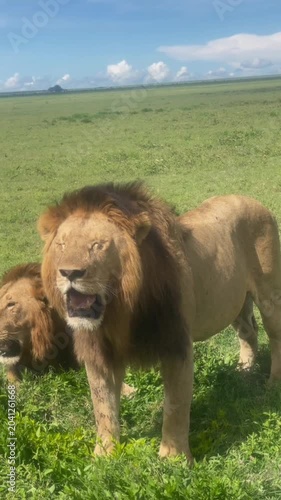 Two majestic male lions standing in the vast green savanna of the serengeti