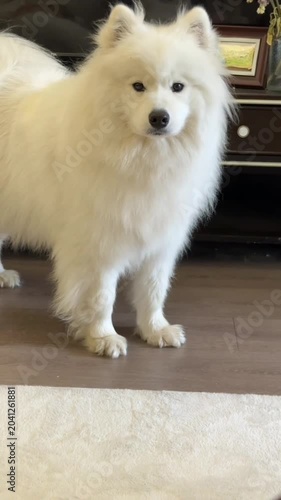 A fluffy white samoyed dog standing indoors and barking or howling