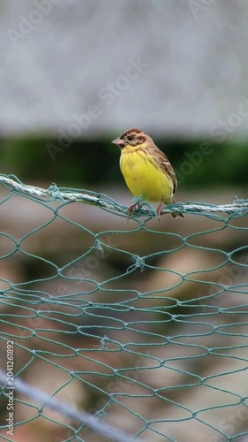 A small yellowbreasted bunting perched on a green garden netting fence