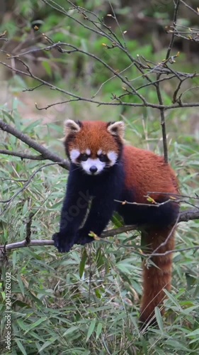 A cute raccoon resting on a tree branch in its natural habitat