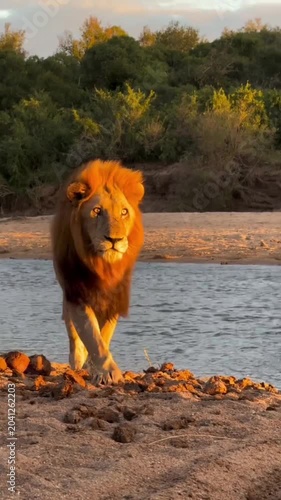 Majestic male lion standing on the riverbank during golden hour