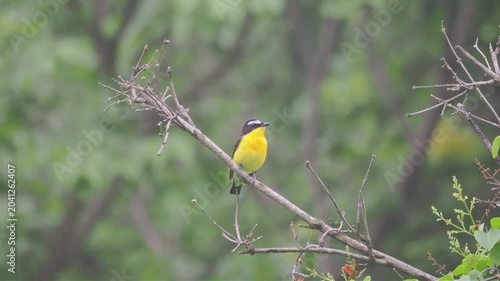 A yellowrumped flycatcher perched on a thin branch in a natural setting