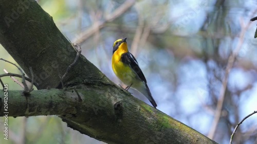 Narcissus flycatcher perched on a tree branch in the forest