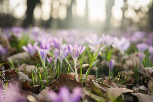 Foto Violet flowery meadow.