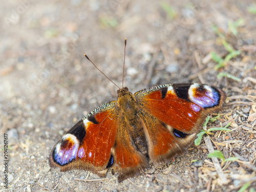Photos Peacock butterfly on the ground among the grass