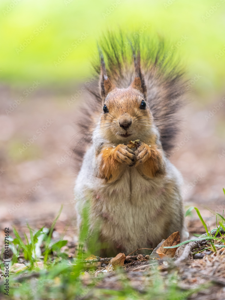Fototapeta premium Squirrel eats a nut while sitting in green grass. Eurasian red squirrel, Sciurus vulgaris