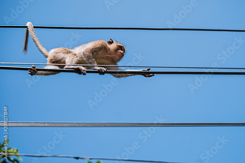 Canvas Print Wild monkey in tropical environment looking away, Thailand.