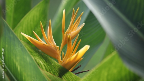 Photos Vibrant yellow heliconia flower blooming amidst lush green foliage, a tropical b