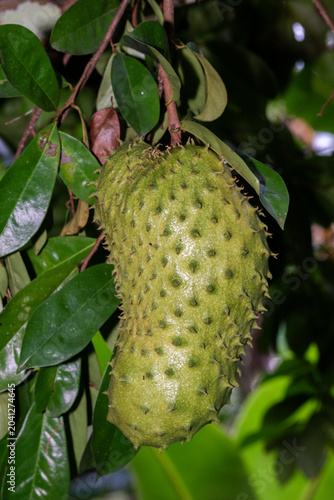 Konstfotografi a young soursop fruit (guanabana) hanging on a tree, featuring its distinctive g