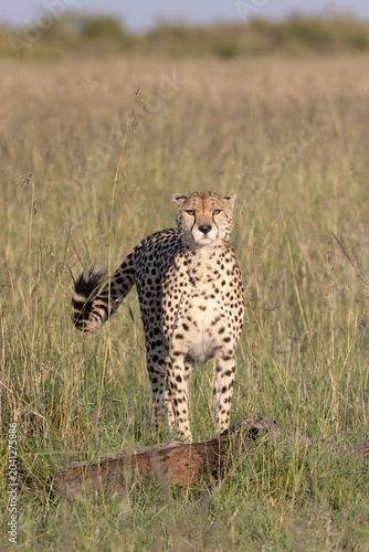 Photos Cheetah Eyes