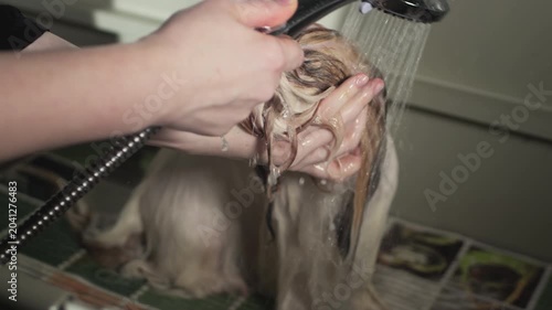 Grooming beauty salon for animals. Women's hands wash the dog in a bubble bath. Rubs the dog's fur and hair with soap. Take care the dog in summer holiday. Washing pug dog in the bathroom. Slow motion
