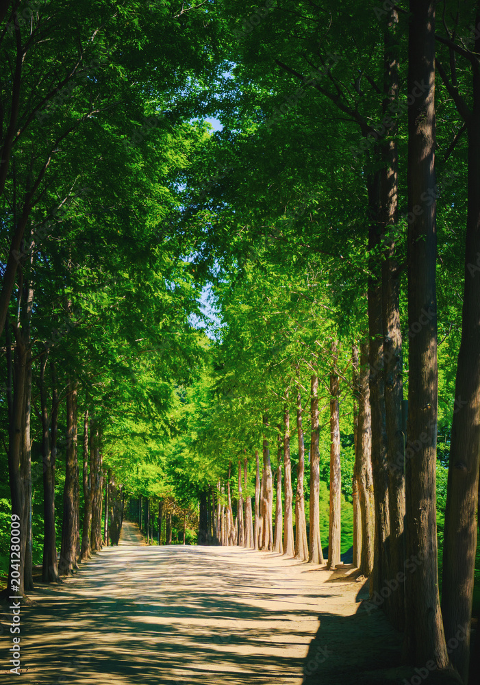 Fototapeta premium Apsan Mountain hiking trail landscape in Daegu City park in Gyeongsangbuk‑do, South Korea