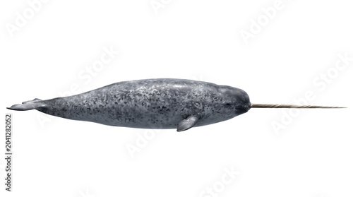Isolated illustration of an Arctic narwhal, the majestic unicorn of the sea, displaying its unique long spiral tusk and sleek form, representing polar marine life