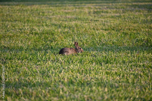 Bunny rabbit in green lawn