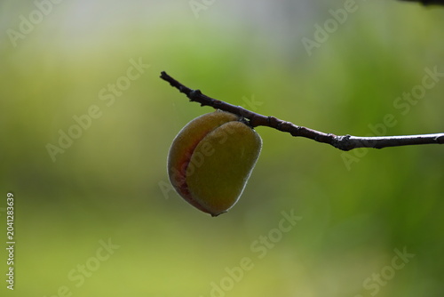 Small peach growing on tree