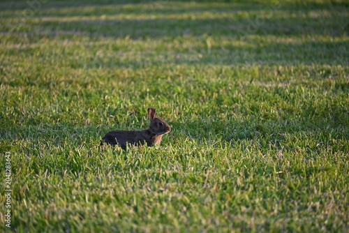 Bunny rabbit in green lawn