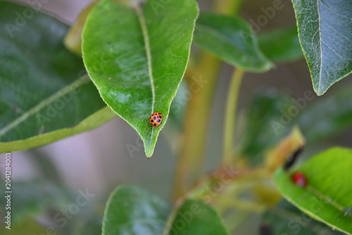 Ladybugs on tree leaf