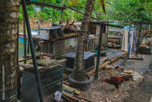 Photos Free-Range Chickens and Roosters in a Rustic Riverside Village